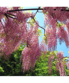 Wisteria floribunda Honbeni PINK
