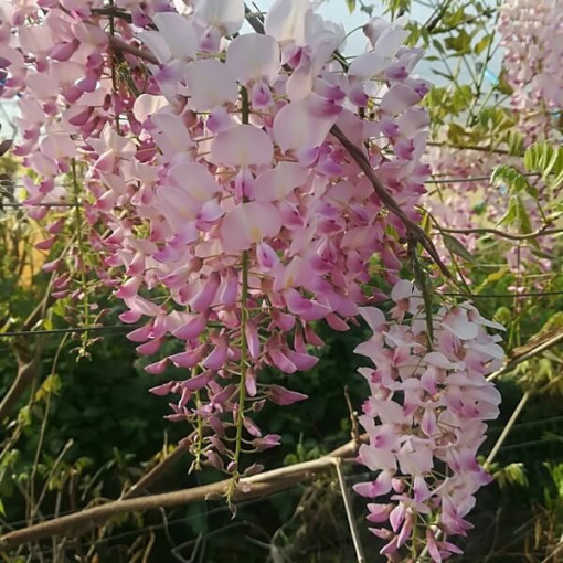Wisteria floribunda Honbeni PINK