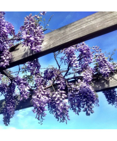 Chinese Wisteria BLUE-VIOLET pot, 4L