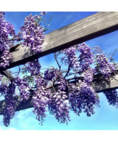 Chinese Wisteria BLUE-VIOLET pot, 4L