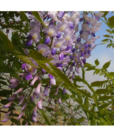 Chinese Wisteria BLUE-VIOLET pot, 4L