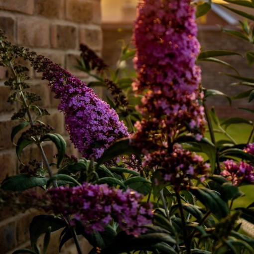 Set of 5 pcs - Buddleja in 2L pots