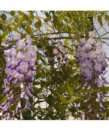 Chinese Wisteria BLUE-VIOLET single, 2l
