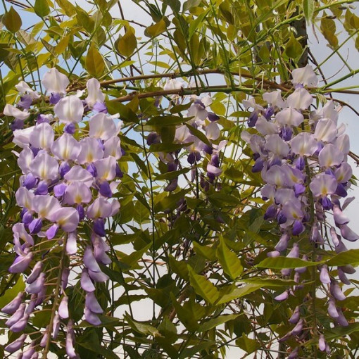 Chinese Wisteria BLUE-VIOLET single, 2l