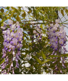 Chinese Wisteria BLUE-VIOLET single, 2l
