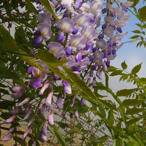 Chinese Wisteria BLUE-VIOLET single, 2l