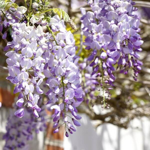Chinese Wisteria BLUE-VIOLET single, 2l