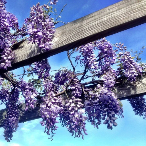 Chinese Wisteria BLUE-VIOLET single, 2l