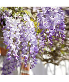 Chinese Wisteria BLUE-VIOLET