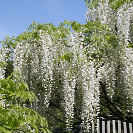 Chinese Wisteria Alba single, 4l