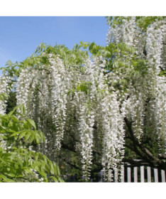 Chinese Wisteria Alba single, 4l