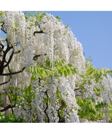 Chinese Wisteria Alba single, 4l