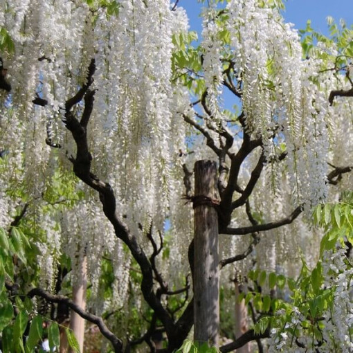 Chinese Wisteria Alba single, 4l