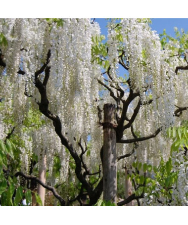 Chinese Wisteria Alba single,  2l