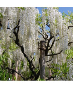 Chinese Wisteria Alba single,  2l
