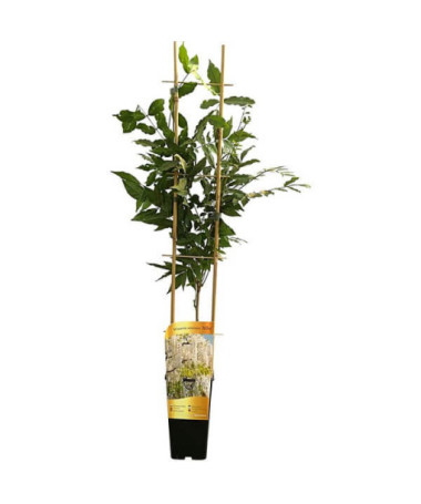 Chinese Wisteria Alba single,  2l
