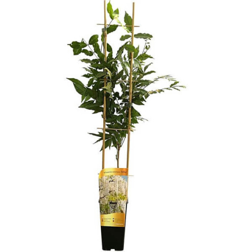 Chinese Wisteria Alba single,  2l