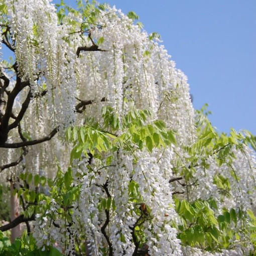 Chinese Wisteria Alba single,  2l