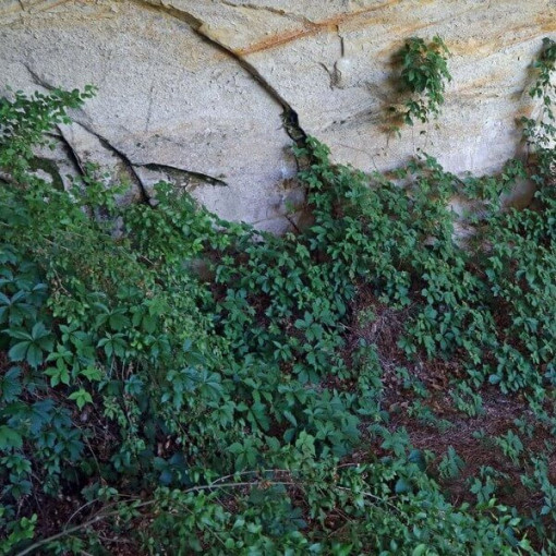 Thicket Creeper single, 2L