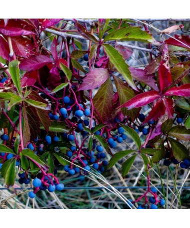 Thicket Creeper single, 2L