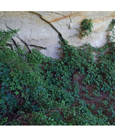 Thicket Creeper