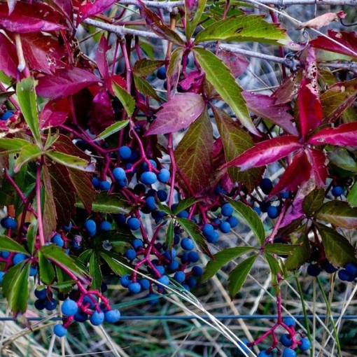 Thicket Creeper