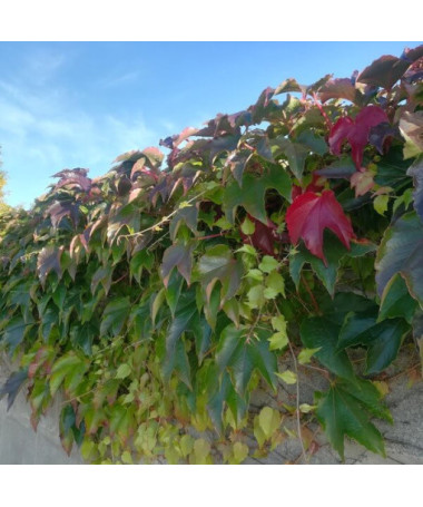 Three-lobed Creeper 'Veitchii'
