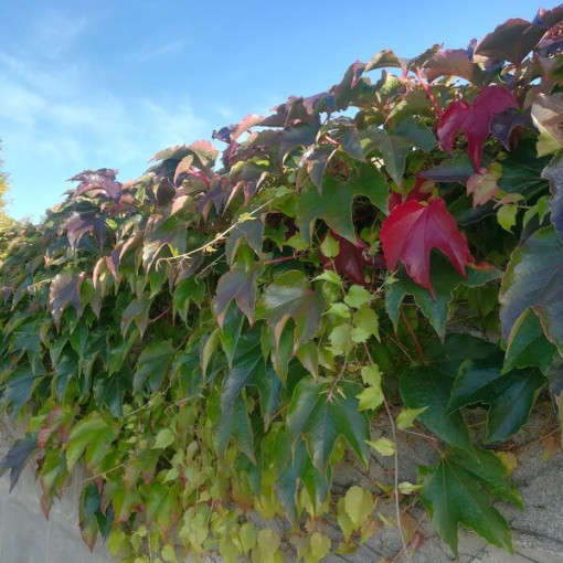 Three-lobed Creeper 'Veitchii'