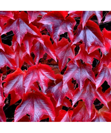 Three-lobed Creeper 'Veitchii'