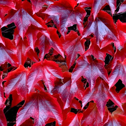 Three-lobed Creeper 'Veitchii'