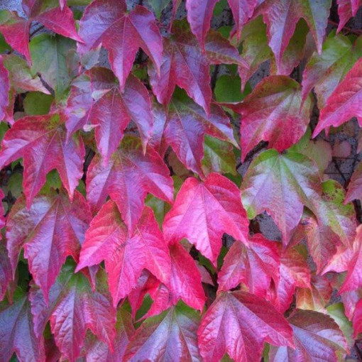 Three-lobed Creeper 'Veitchii'