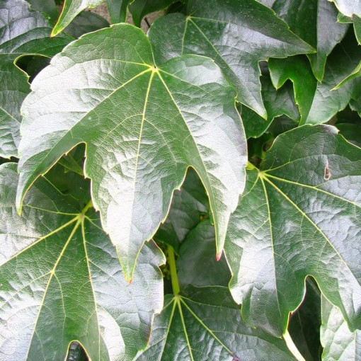 Three-lobed Creeper 'Veitchii'