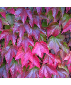 Boston Ivy 'Veitchii' 2L pot
