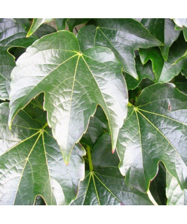 Boston Ivy 'Veitchii' 2L pot