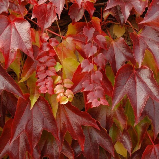 Boston Ivy 'Veitchii' 2L pot