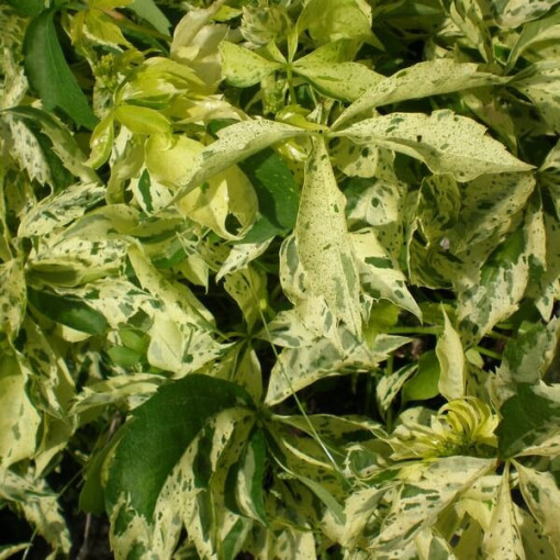 Virginia Creeper Star Showers (five-lobed)