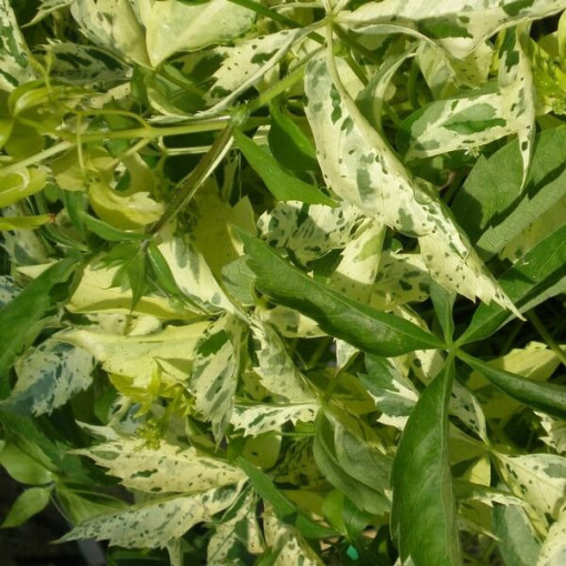 Virginia Creeper Star Showers (five-lobed)
