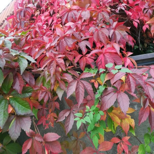 Virginia Creeper Murorum (five-lobed) pot, 2L