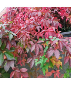 Virginia Creeper Murorum (five-lobed) pot, 2L