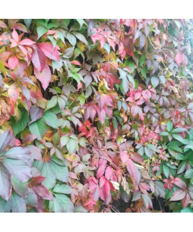 Virginia Creeper Murorum (five-lobed) pot, 2L