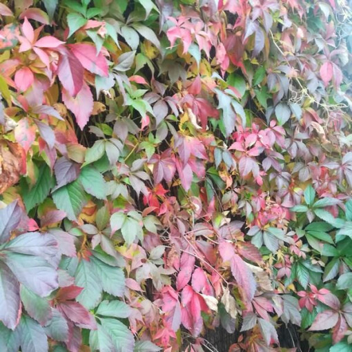 Virginia Creeper Murorum (five-lobed) pot, 2L