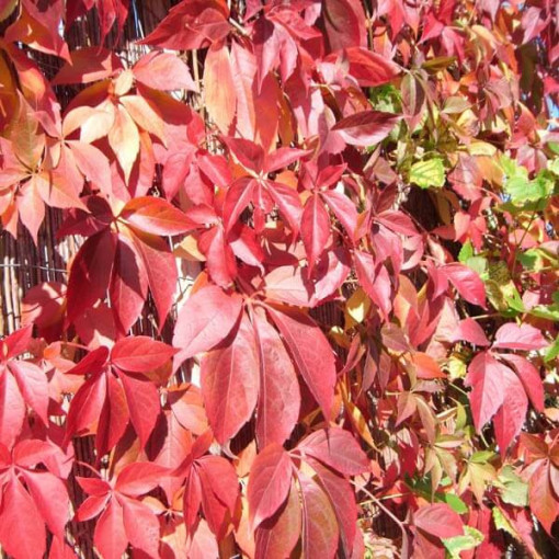 Virginia Creeper Murorum (five-lobed) pot, 2L