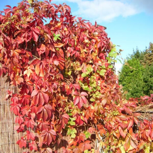 Virginia Creeper Murorum (five-lobed)