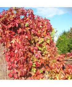 Virginia Creeper Murorum (five-lobed)