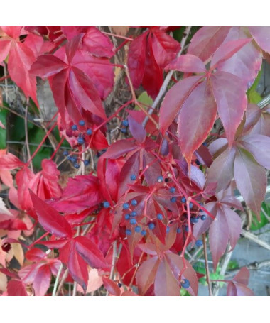 Virginia Creeper Murorum (five-lobed)