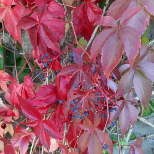 Virginia Creeper Murorum (five-lobed)