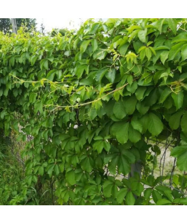 Virginia Creeper (five-lobed) Troki