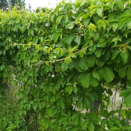 Virginia Creeper (five-lobed) Troki