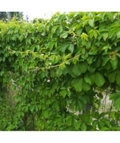 Virginia Creeper (five-lobed) Troki