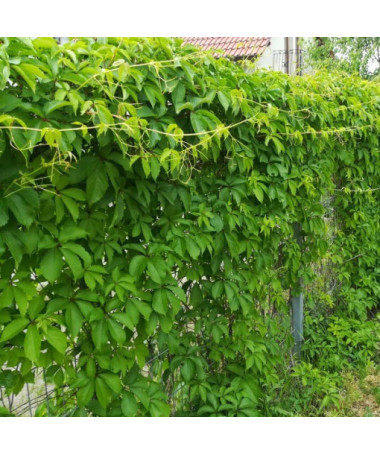 Virginia Creeper (five-lobed) Troki